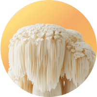 Lion's Mane