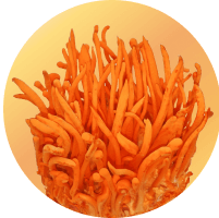 Cordyceps