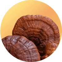 Reishi