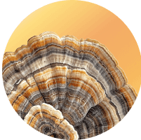 Turkey Tail Mushroom