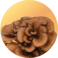 Maitake Mushroom