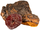 Chaga