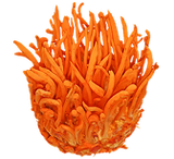Cordyceps