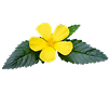 Damiana Leaf