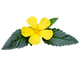Damiana Leaf
