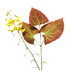Horny Goat Weed