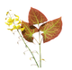 Horny Goat Weed