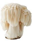 Lion's Mane
