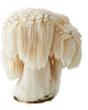 Lion's Mane