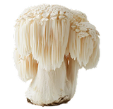 Lion's Mane