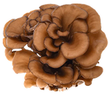 Maitake