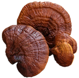 Reishi