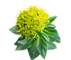 Rhodiola Rosea