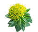 Rhodiola Rosea