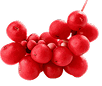 Schisandra Berry