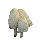 Shaggy Mane
