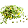 Tribulus Terristris
