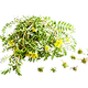 Tribulus Terristris