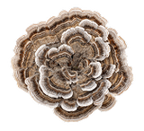 Turkey Tail