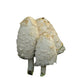 Shaggy Mane Mushroom