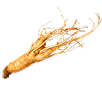 White Ginseng