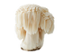 Lion's Mane