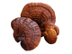 Cordyceps