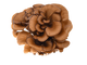 Maitake