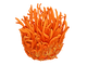 Cordyceps