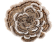 Turkey Tail